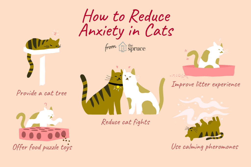 Top Techniques For Comforting Anxious Cats On The Go