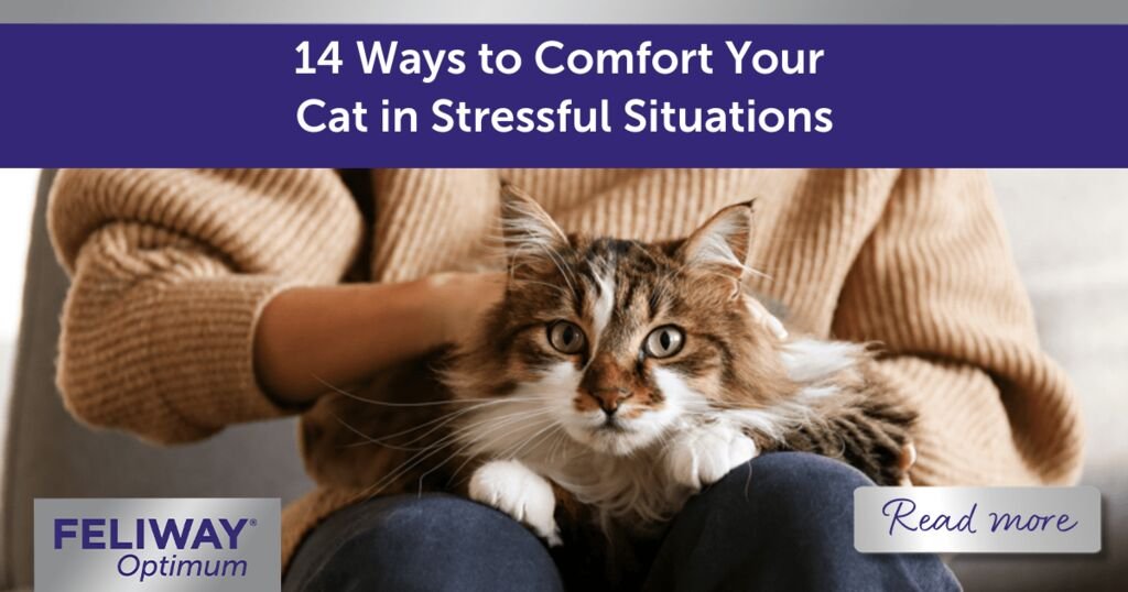 Top Techniques For Comforting Anxious Cats On The Go