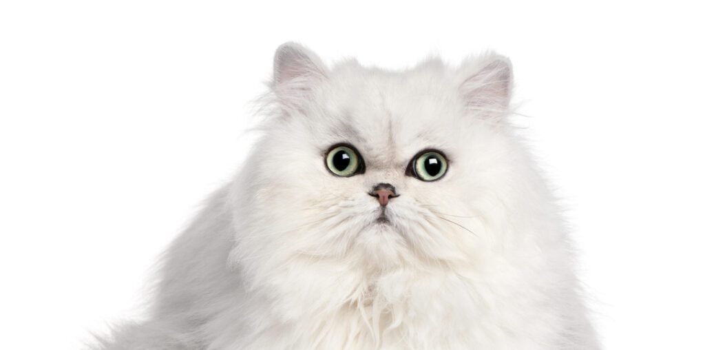 Are Persian Cats Dangerous?