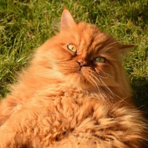 Are Persian Cats Dangerous?