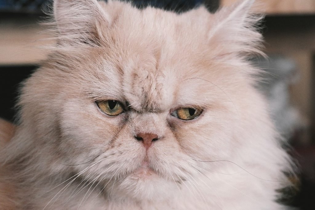 Are Persian Cats Dangerous?