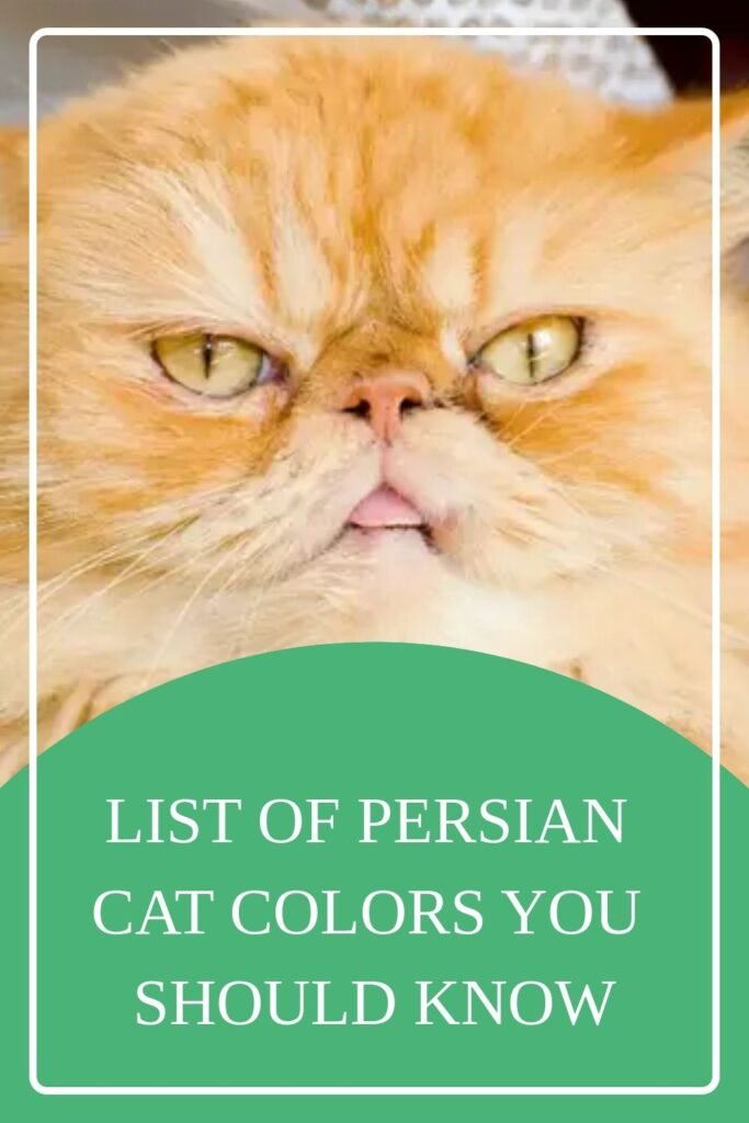 Exploring the Rare Colors of Persian Cats