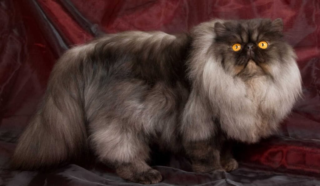 Exploring the Rare Colors of Persian Cats