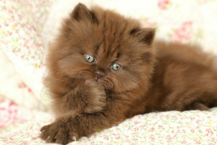 Exploring the Rare Colors of Persian Cats