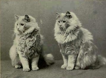 History of Persian Cats
