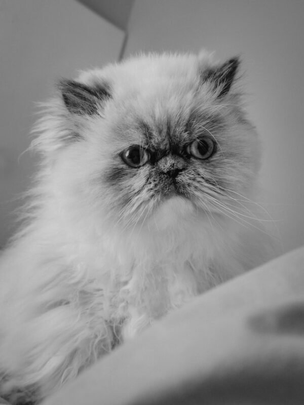How Much Does It Cost To Ship A Persian Cats