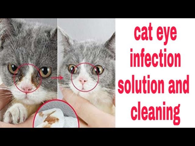 How To Clean Persian Cat Eye Discharge