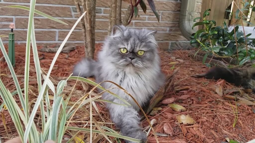 How to reduce smoke on a Persian cat