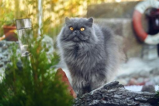 How to reduce smoke on a Persian cat