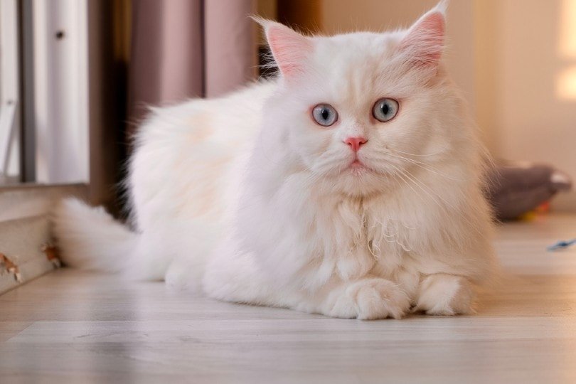 How To Tell If Cat Is Persian Doll Face