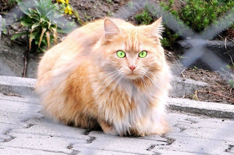 How To Tell If Cat Is Persian Doll Face