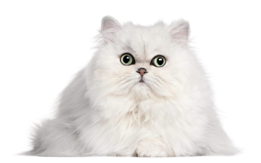 How To Tell If Cat Is Persian Doll Face