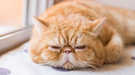 Signs that Your Persian Cat is Bored at Home