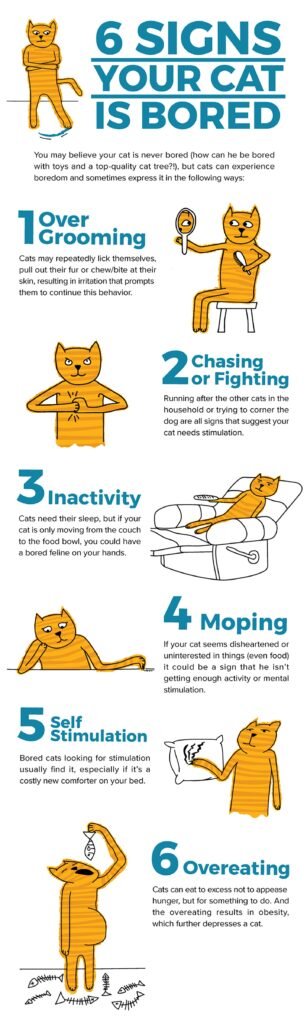 Signs that Your Persian Cat is Bored at Home
