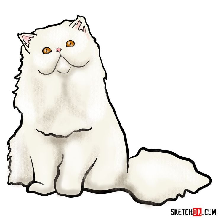 Step-by-Step Guide on Drawing a Persian Cat