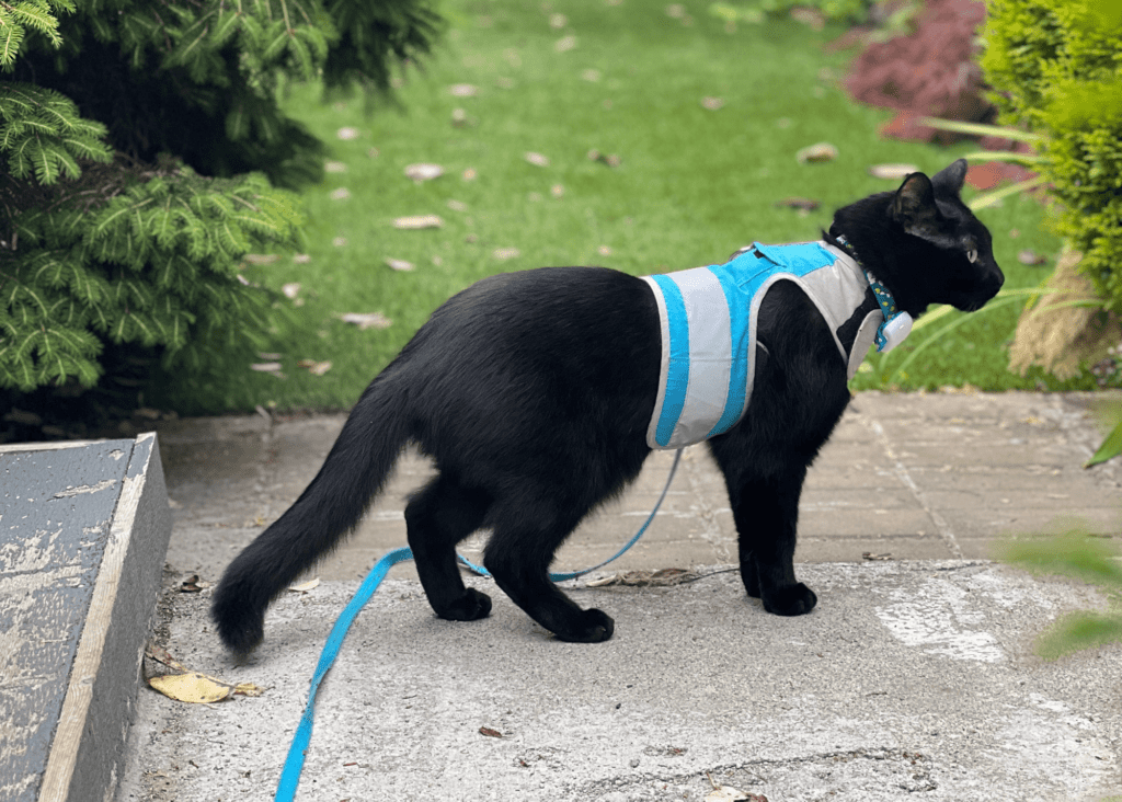 The Benefits Of Using A Cat Harness And Leash For Outdoor Adventures