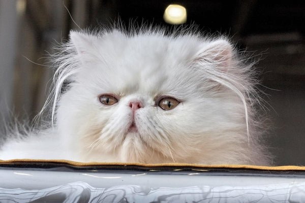 What is the average lifespan of a Persian cat?