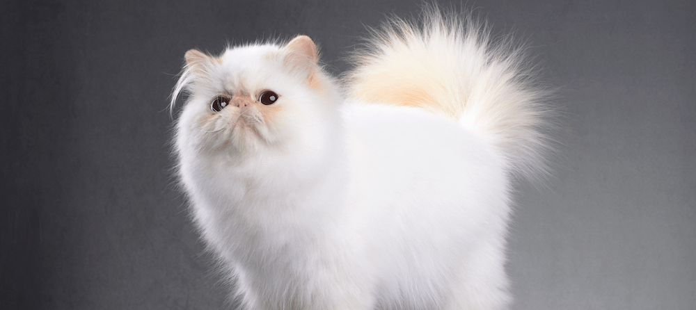 What is the average lifespan of a Persian cat?