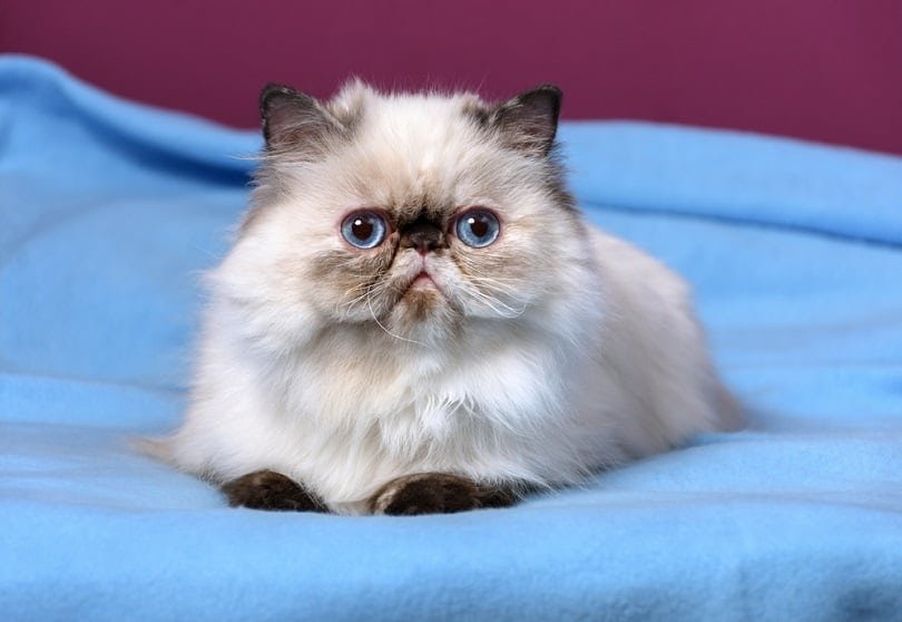 Where I Can Buy A Persian Cat