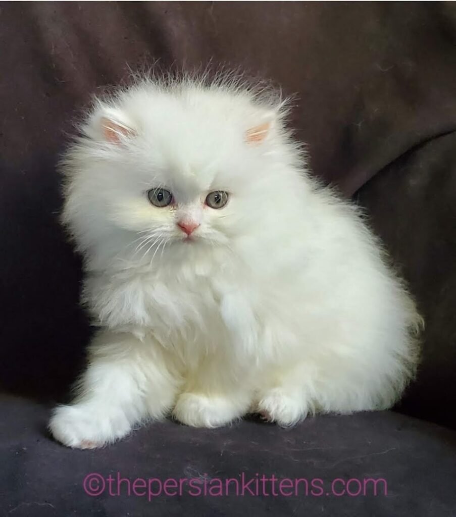 Where I Can Buy A Persian Cat