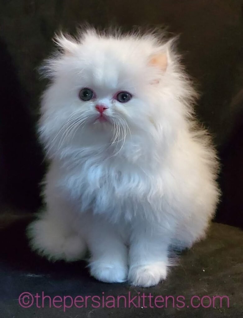 Where I Can Buy A Persian Cat