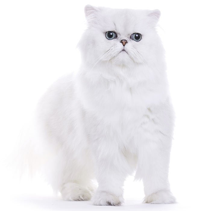 Are Chinchilla Persian More Expensive Common Persian Cats