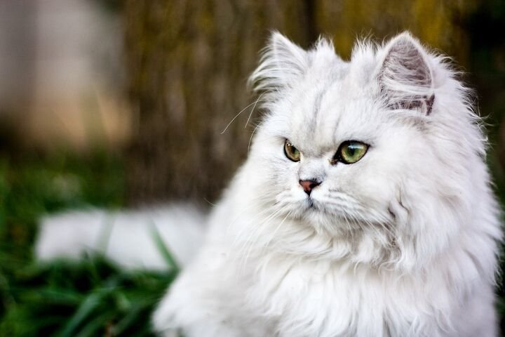 Are Chinchilla Persian More Expensive Common Persian Cats