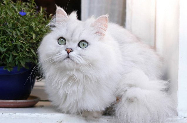 Are Chinchilla Persian More Expensive Common Persian Cats