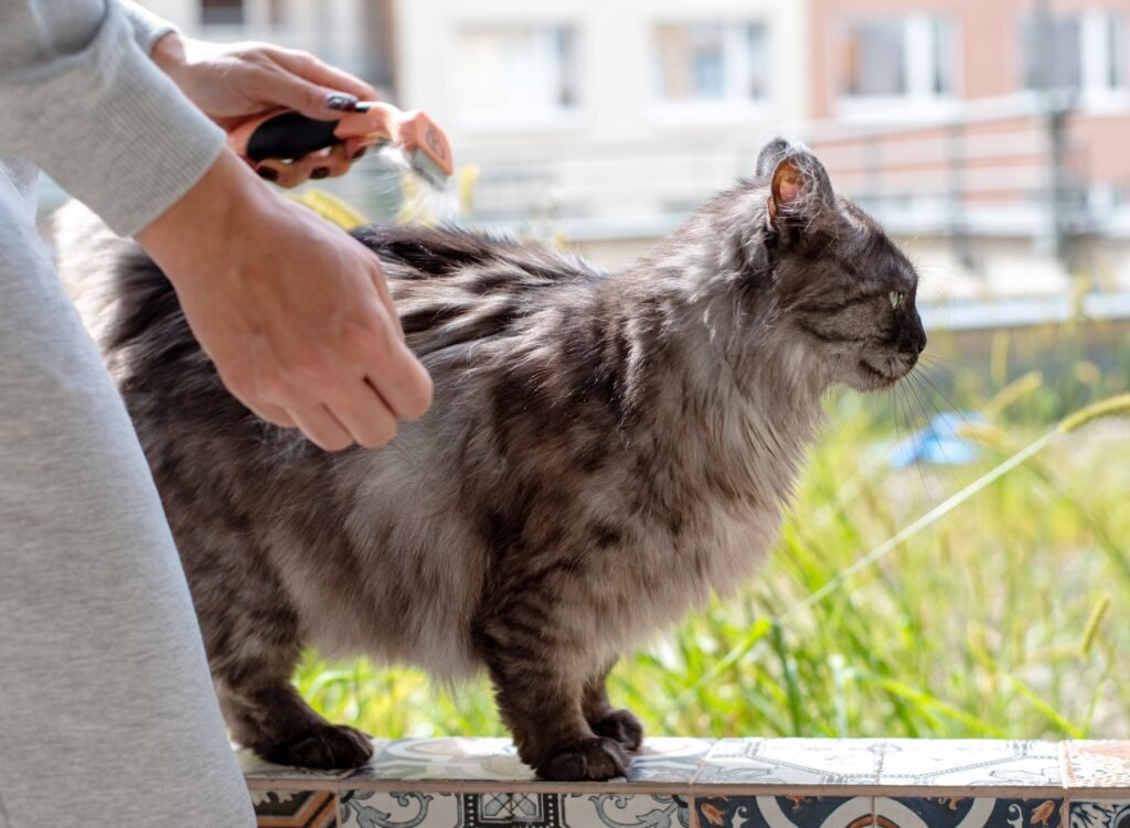 Can washing a Persian cat help remove mats?