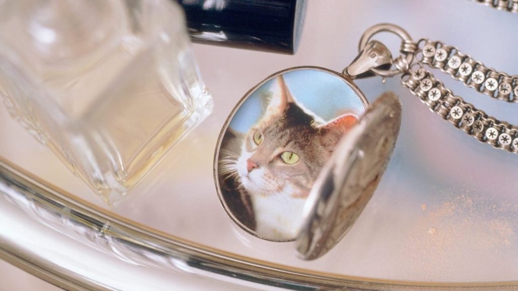 Celebrating Your Cats Memory: Creative Social Media Ideas