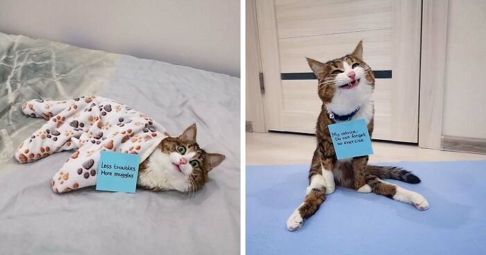 Creative Ways to Honor a Special Needs or Disabled Cat