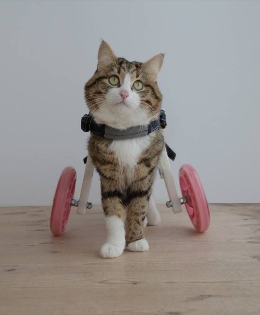 Creative Ways to Honor a Special Needs or Disabled Cat