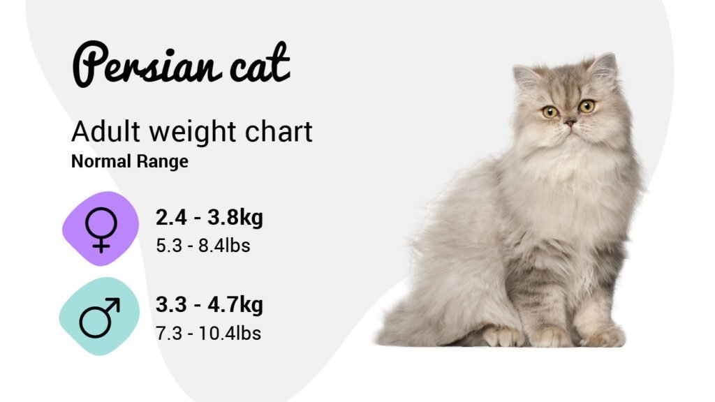 How Big Does A Persian Cat Get