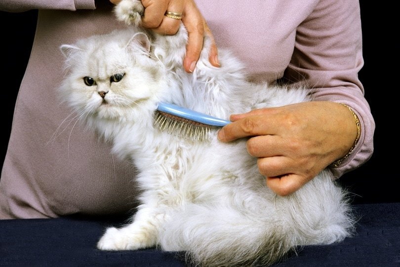 How To Brush Persian Cat Butt