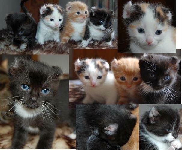 How to Determine the Age of a Curly-Eared Persian Cat