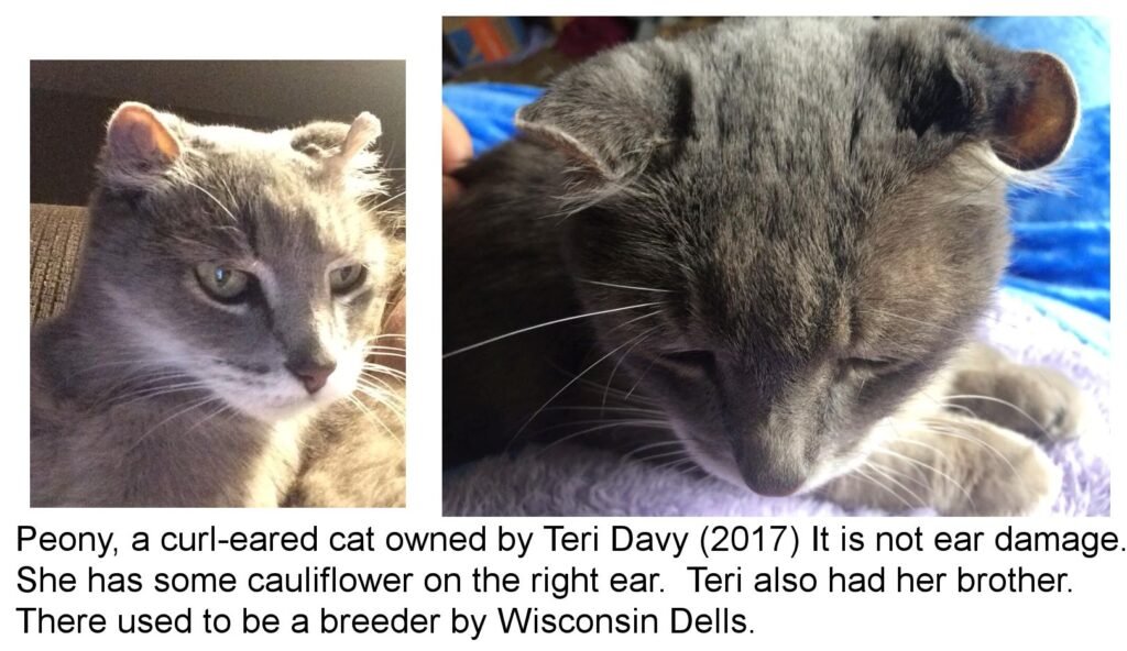 How to Determine the Age of a Curly-Eared Persian Cat