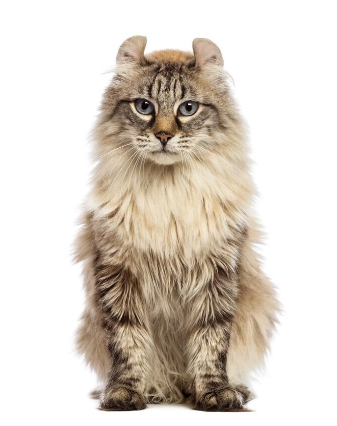 How to Determine the Age of a Curly-Eared Persian Cat