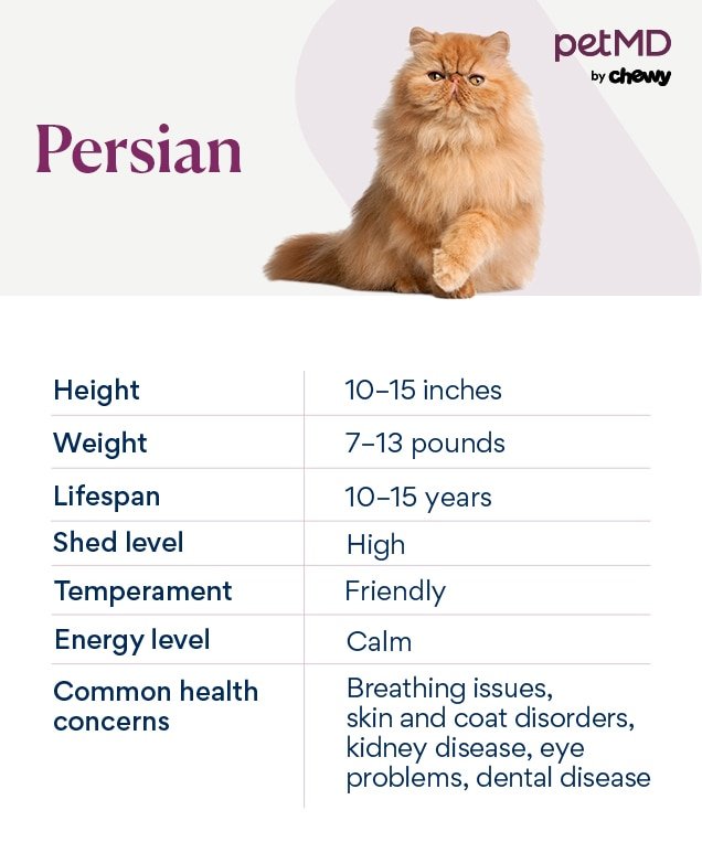 How to Prevent Your Persian Cat from Cleaning at Night