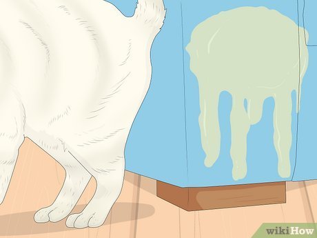 How To Stop Cat From Peeing On Persian Rug