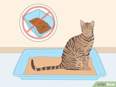 How To Stop Cat From Peeing On Persian Rug