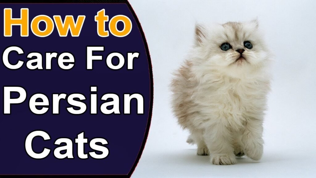 How To Take Care Of Persian Cats