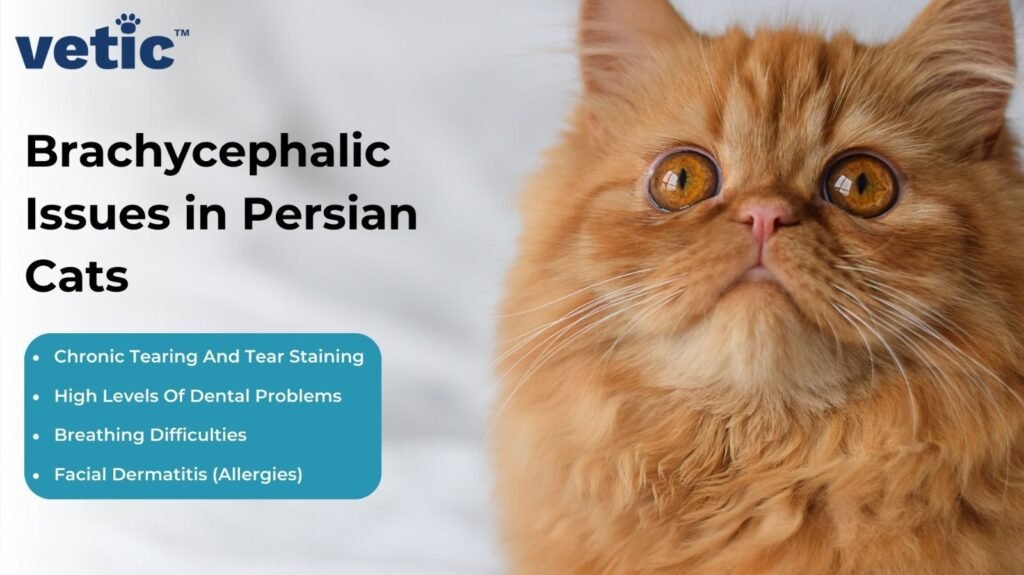 How To Take Care Of Persian Cats