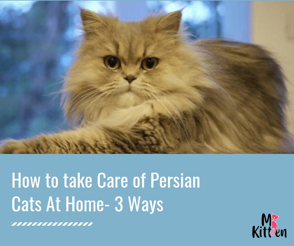 How To Take Care Of Persian Cats