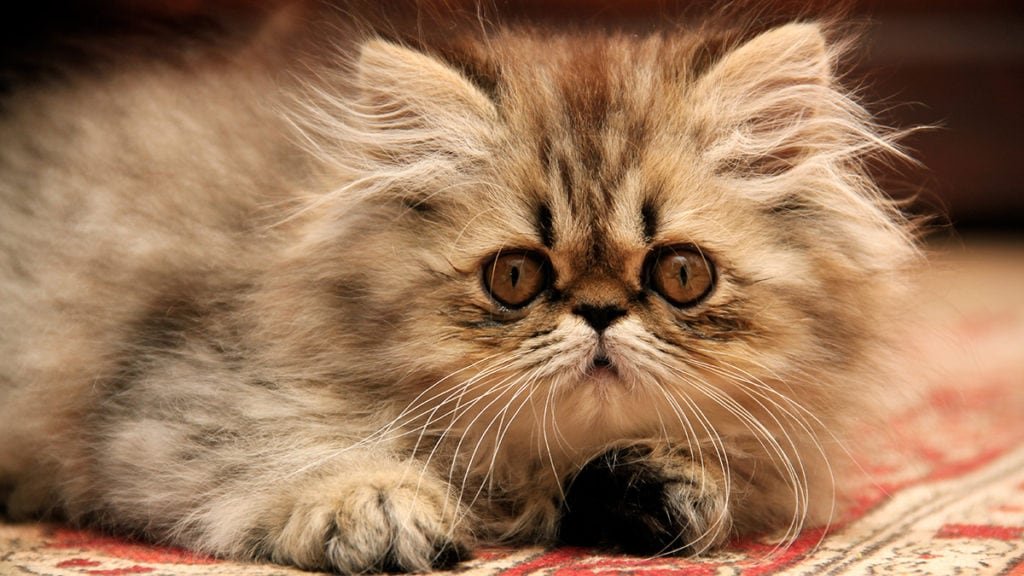 Is Blue In Persian Cats A Dominant Color