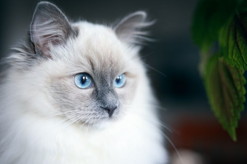 Is Blue In Persian Cats A Dominant Color