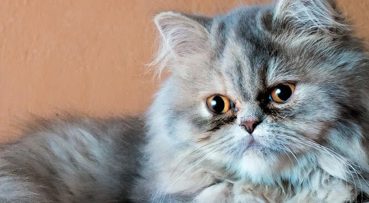 Is Blue In Persian Cats A Dominant Color