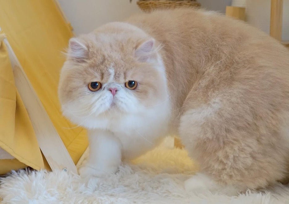 What is considered a solid color in Persian cats?