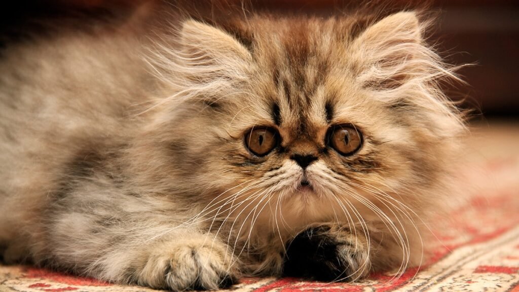 What is considered a solid color in Persian cats?