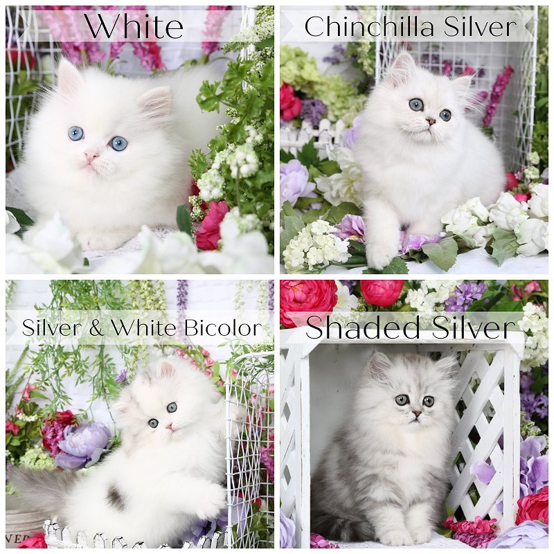 What is considered a solid color in Persian cats?