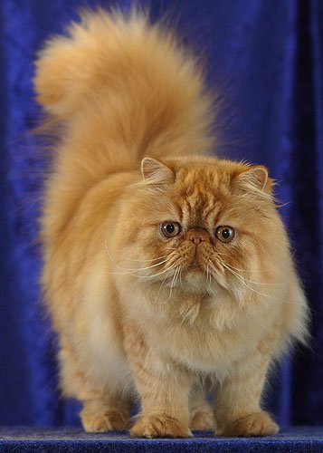 What is considered a solid color in Persian cats?